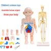 3D Detachable Human Anatomy Model for Children's Science Education