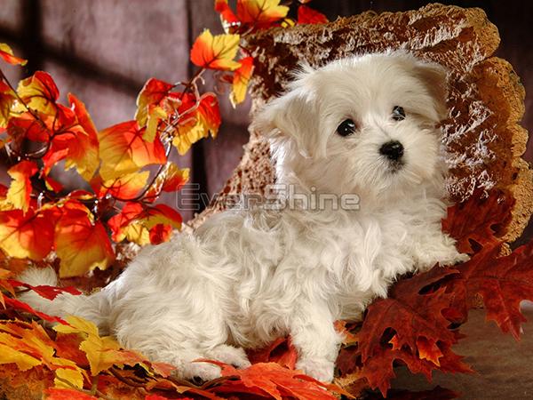 Diamond Painting Dog Full Square Round Diamond Výšivka Animal Rhinestones Pictures Crafts Kit