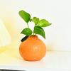 Vaso a Forma di Arancia Piccolo Design Vaso Idroponico Arancia Frutta Decorativa per Casa Ufficio