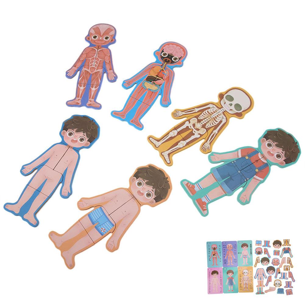 

Children Wooden Human Body Organ Structure Cognition Puzzle Jigsaw Toy Educational Toys