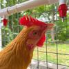 20 Vertical Poultry Water Nipples Drinker Chicken Waterer Chicks Hen Quail Birds