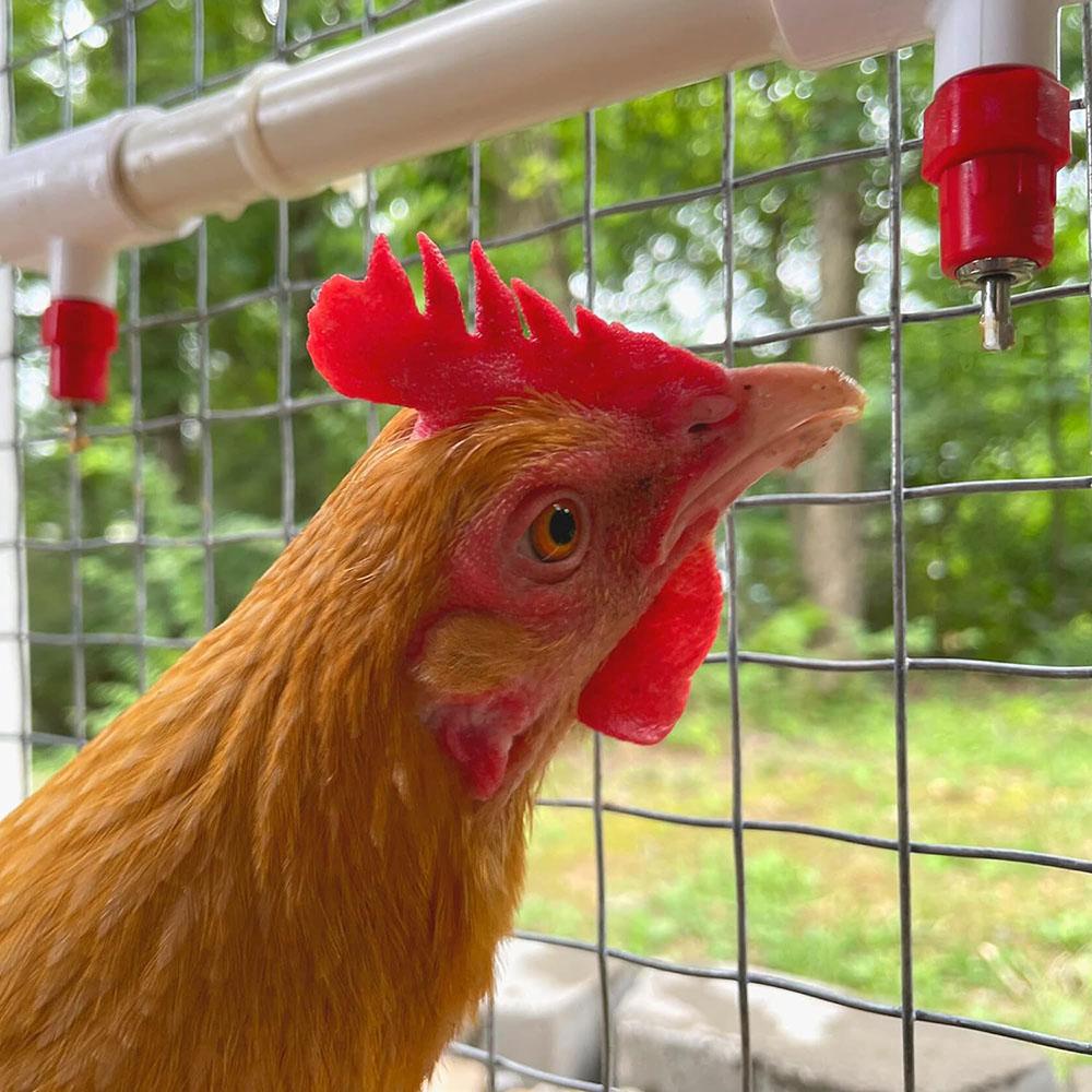 20 Vertical Poultry Water Nipples Drinker Chicken Waterer Chicks Hen Quail Birds