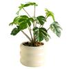 Realistic Simulation Green Plant Bonsai Elegant False Tropical Plants  Home Garden