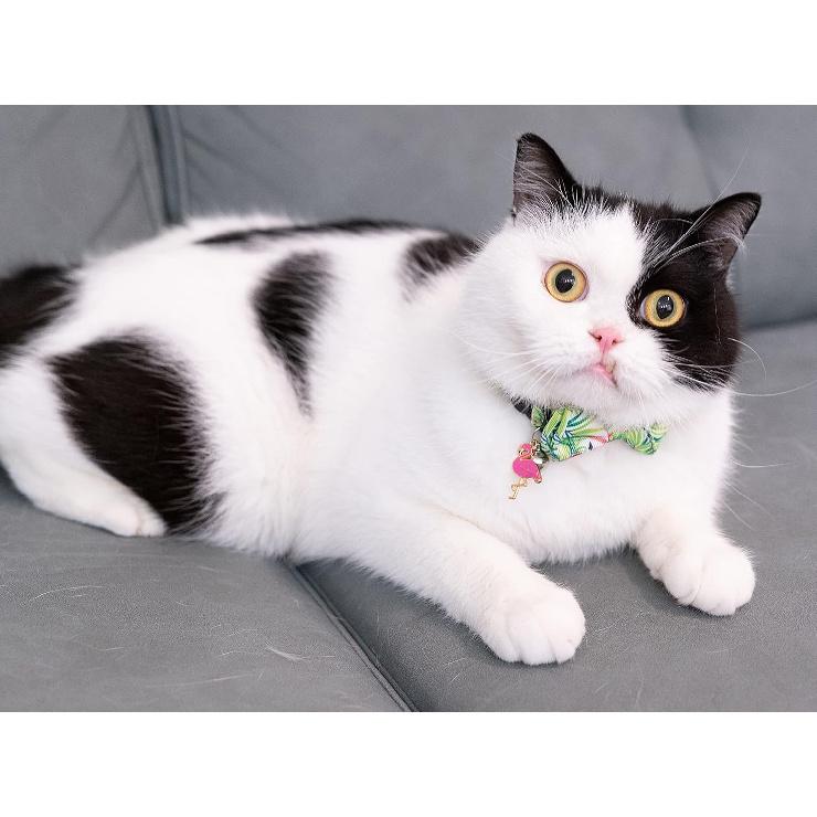 Cat Collar with Bow Tie Pink Flamingo Bell Pendant Charm Safety Detachable Cute Kitten Forest Tropic Leaf Plant Pattern Flamingo A