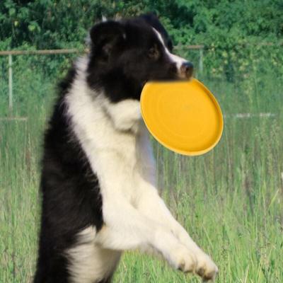 Dog Frisbee Toy Silicone Disc