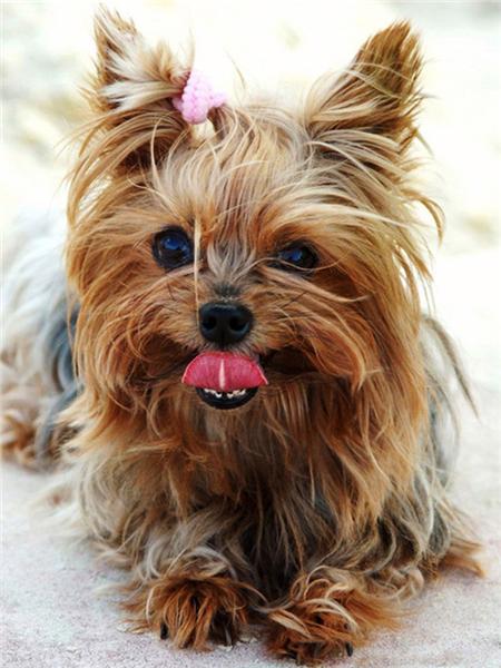 Diamentowe Malowanie Pies Zwierzę Diament Haft Yorkshire Terrier Mozaika Dekoracja Malowanie Diamentami