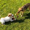  Interactive Pet Knot Toy Bite-Resistant Dogs- Chewable Rope With Green&Orange Fringes Playful Design Dog Toys Supplies