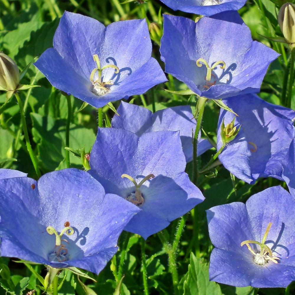 Carpathian Bellflower Mix Flower Seeds for the Garden