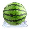 50 Pcs Plastic Melon Cradle Garden Watermelon Support Stand Holds Up To 20 Lbs Plant Pumpkin Squash Fruits Garden Support Protector