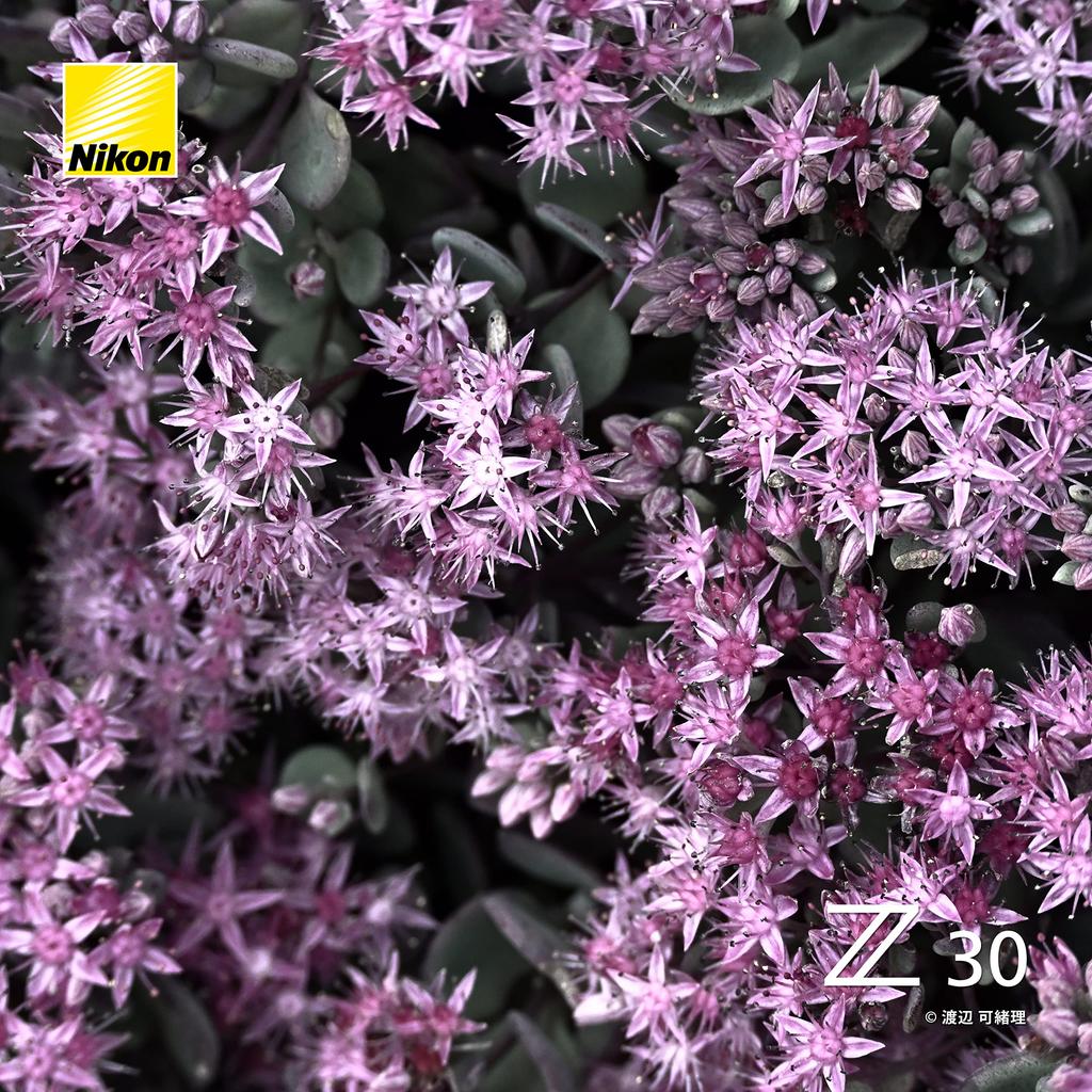 Nikon Z30 Mirrorless Camera with 16-50 VR Lens Kit, Z-Mount APS-C, VideoVlogging, Image Stabilization, Black