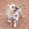 Teddy Bear Puppy Raincoat Dog Raincoat