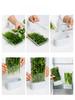 Coriander and Scallion Hydroponic Preservation Box Garlic Herb Mint Garlic Asparagus Water Cultivation Refrigerator Storage Box