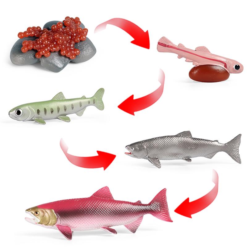 Oenux Simulation Luna Moth Salmon Butterfly Ants Life Growth Cycle Animals Model Action Figures Educational Miniature Kids Toy