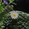 Tancise Creative Daisy Ring Female Deluxe Inlaid Zircon Fashion Elegant Flower 925 Sterling Silver.