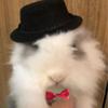 Pet Rabbit Guinea Pig Hamster Chinchilla Hedgehog Party Hat Set Festival Transformation Outfit Small Costume