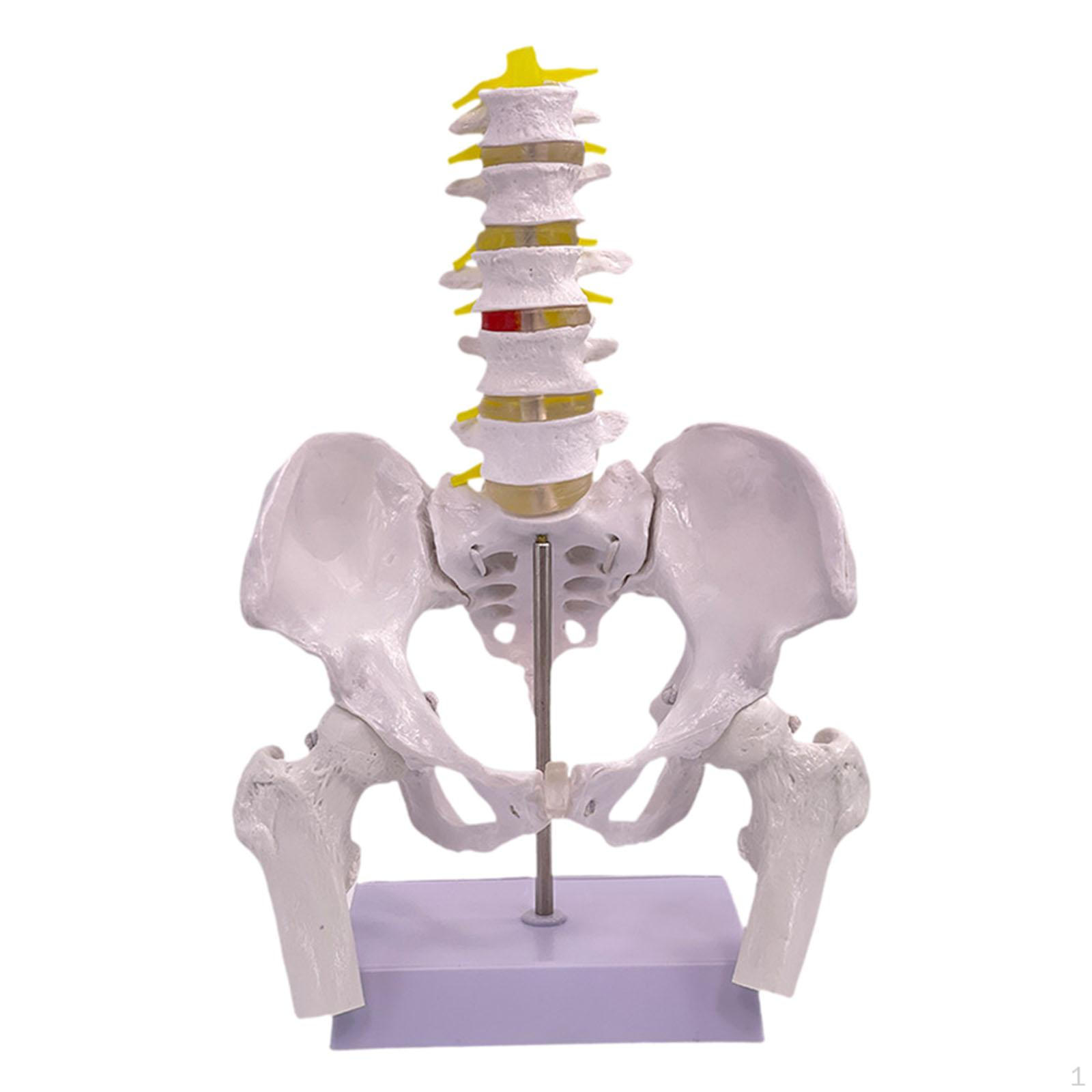 Female Pelvis Model Structure Science Classroom Vertebral Basin PVC Medical