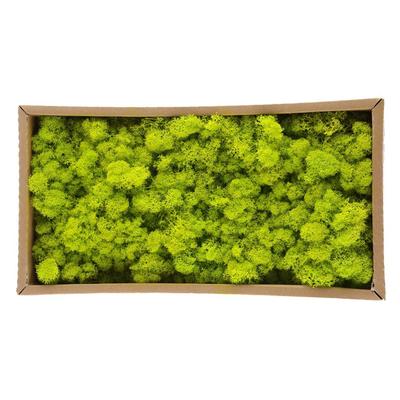 Musgo decorativo preservado Musgo natural durável preservado para decoração de casa Modelagem
