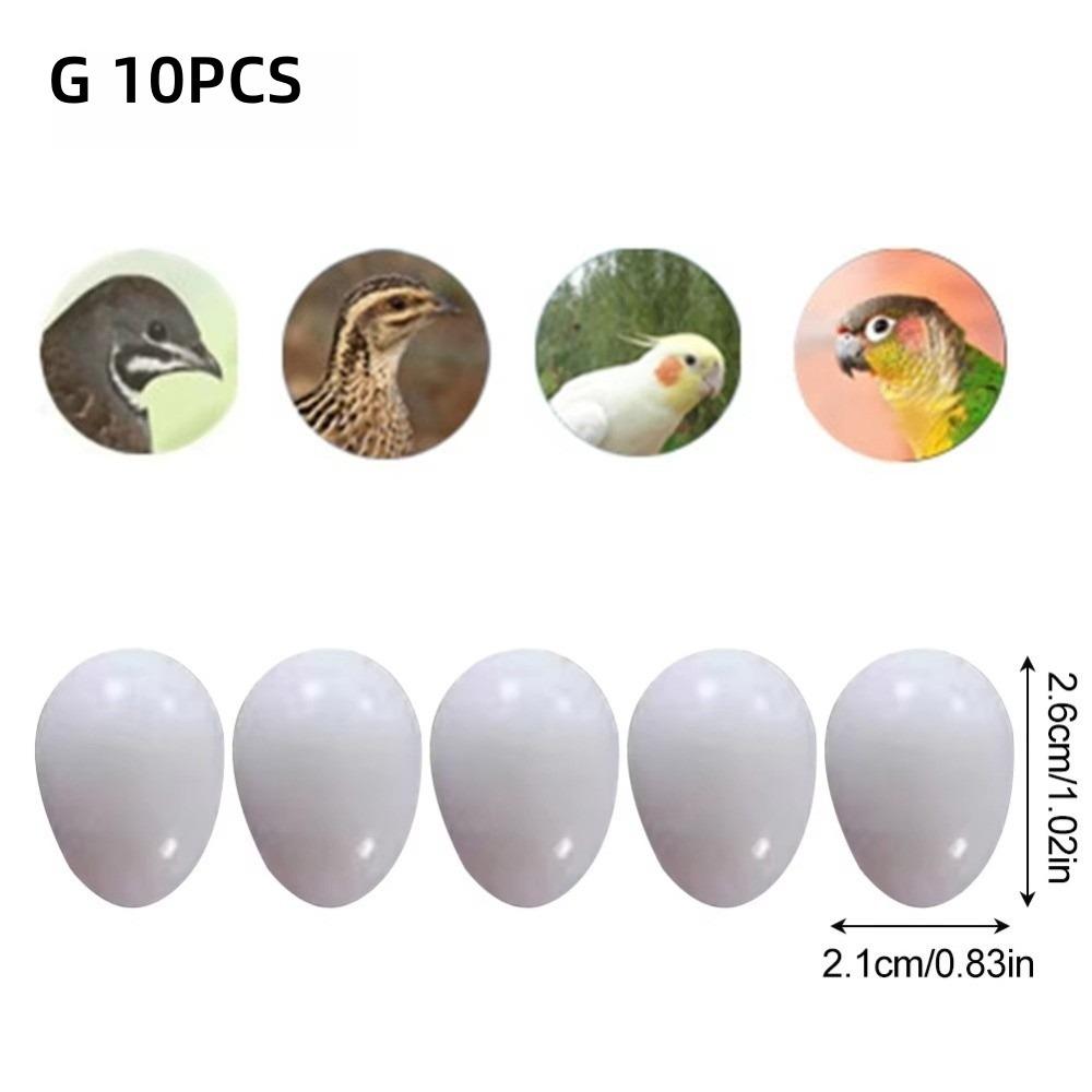 10pcs Realistic Dummy Eggs Multi-size Parrot Eggs Model Simulation Bird Eggs  For Budgie Cockatiel