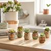 Creative Cartoon Kiln Transformation 6pcs Set Owl Ceramic Succulent Plant Pots with Drainage Holes, Adorable Small Planters with Plant Stands