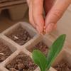 10PCS Paper Pulp Cup Biodegradable Plant Seedling Starter Nursery Tray Gardening Seed Planter Germination Growing Containers