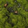 Cover Miniature 50G Static Scenery Vegetation for mini size garden Wargame Micro Landscape DIY