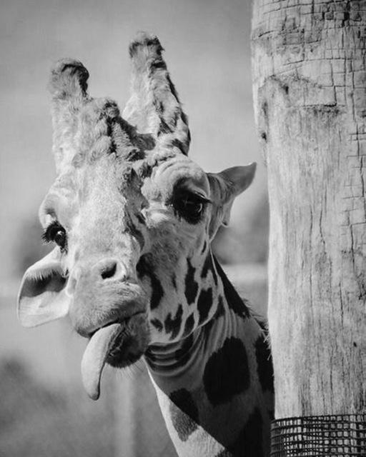 5D DIY Diamantmalerei Voll Quadrat Schwarz Weiß Tiere Diamantstickerei Löwe Tiger Mosaikbild aus Strass Dekor Geschenk