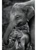 Wildlife Elephant Family Posters Canvas Painting Animal Father Mother Baby Love Wall Art Picture For Modern Room Home Decoration
