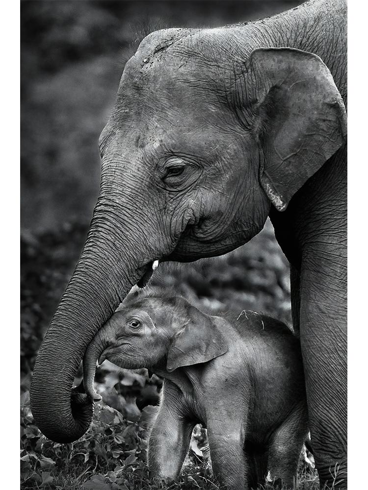 Wildlife Elephant Family Posters Canvas Painting Animal Father Mother Baby Love Wall Art Picture For Modern Room Home Decoration