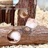 Golden Hamster Tree Stump Hideout Tunnel: Cage Toy & Burrowing Haven