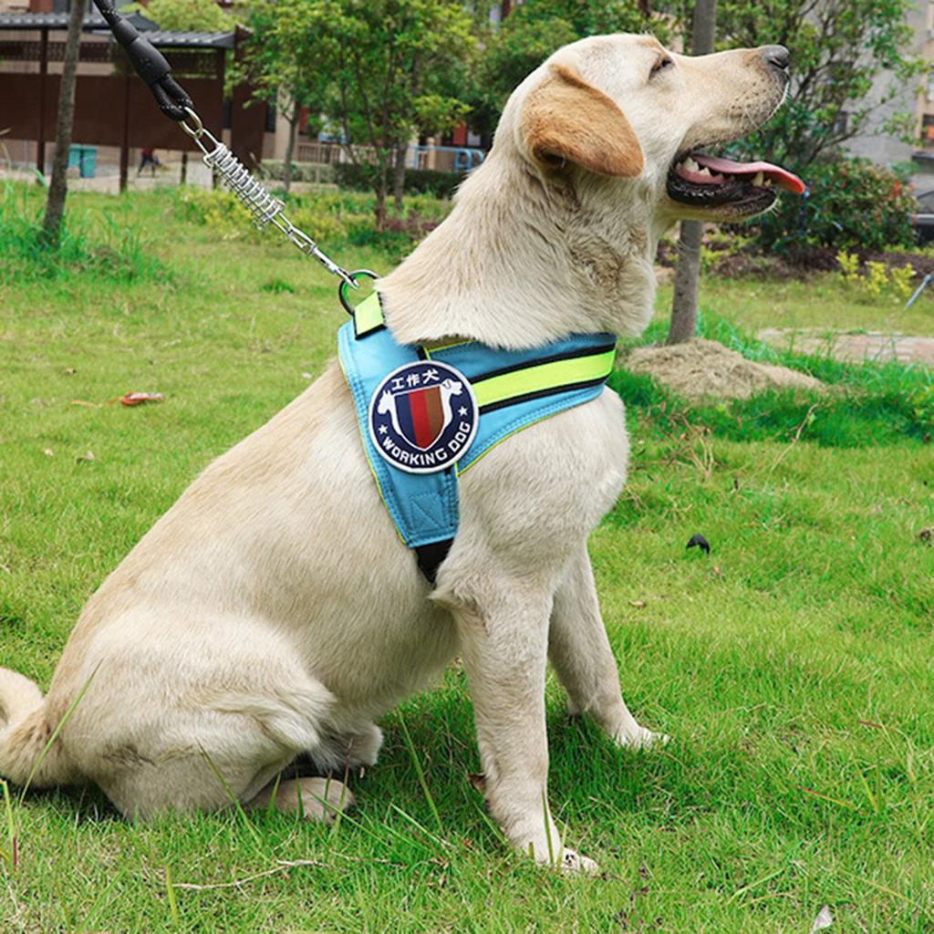 funny dog harness