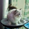 Amaca per letto per gatti con finestra, posatoio per gatti montato su finestra, seduta soleggiata per piccoli gatti da interni con aspirazione