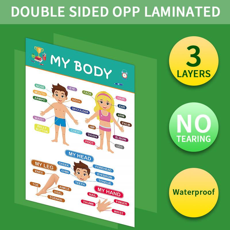 Development Visual Cognitive Charts Poster Early Education Toys For Kids Gifts