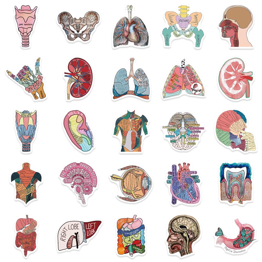50pcs Human Anatomy Body Physiology Stickers Temporar Graffiti Luggage Skateboard Laptop Guitar Sticker Decals