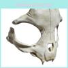 Unique White Beast Bone Mask Perfect For Halloween Christmas And Cosplay Events