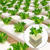 100/50x Planting and Seedling Cultivation of Rock Wool Without Soil Stonewool Hydroponic Grow Media Cubes Garden Seedling Block