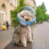 Anti-Leck- und Beiß-Elizabeth-Kragen für kleine Hunde - Vertiefte Kopfbedeckung Maulkorb zum Spazierengehen