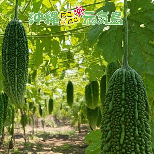 Bitter Melon Powder, Ryukyu Bitter Melon Powder, 40g X 1 Bag, 100% Okinawan Produce, Made In Japan, Additive-Free, Caffeine-Free, Green Juice, Bitter