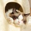 Warm Pet Nest Original Frog Series Warm Cat Nest Dog Nest Autumn and Winter House Nest Pet Supplies