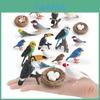 Childrens Parrot Model Pvc Growth Cycle Educational Bird Display For Kids