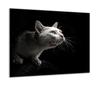 GLASS PROTECTIVE PLATE FOR STOVE 60x52 CAT