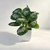 Desktop Ornament Home Decor Ring Plastic Green 1 Pc