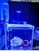 GAKO Coral Light Q2B Full Spectrum LED Clip Light for Small Saltwater and Algae Tanks