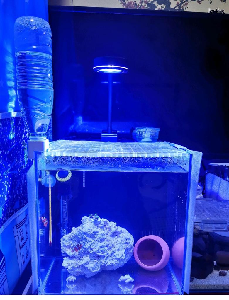 GAKO Coral Light Q2B Full Spectrum LED Clip Light for Small Saltwater and Algae Tanks