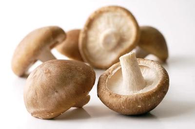 Shiitake miselyum - Mantar yetiştirme kiti
