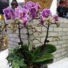 20Pcs Plant Support Clips Garden Clips Flower Orchid Stem Clips Vine Support