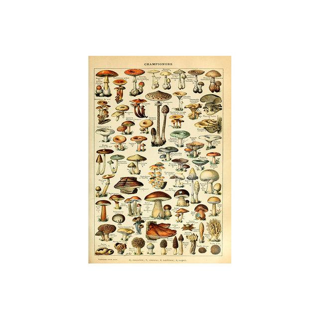 Vintage Vegetable Fruit Botanical Education Poster Mushrooms Chart Drawing Wall Art Canvas Painting for Living Room Decor Quadro