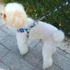 Capri Dog Leash, Collar, Harness