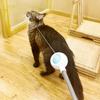 1/3Pcs Laser Small Bell Cat Feather Wand Cat Teaser Stick Telescopic Stick Fun Indoor Play And Exercise Cat Pet Interactive Toy
