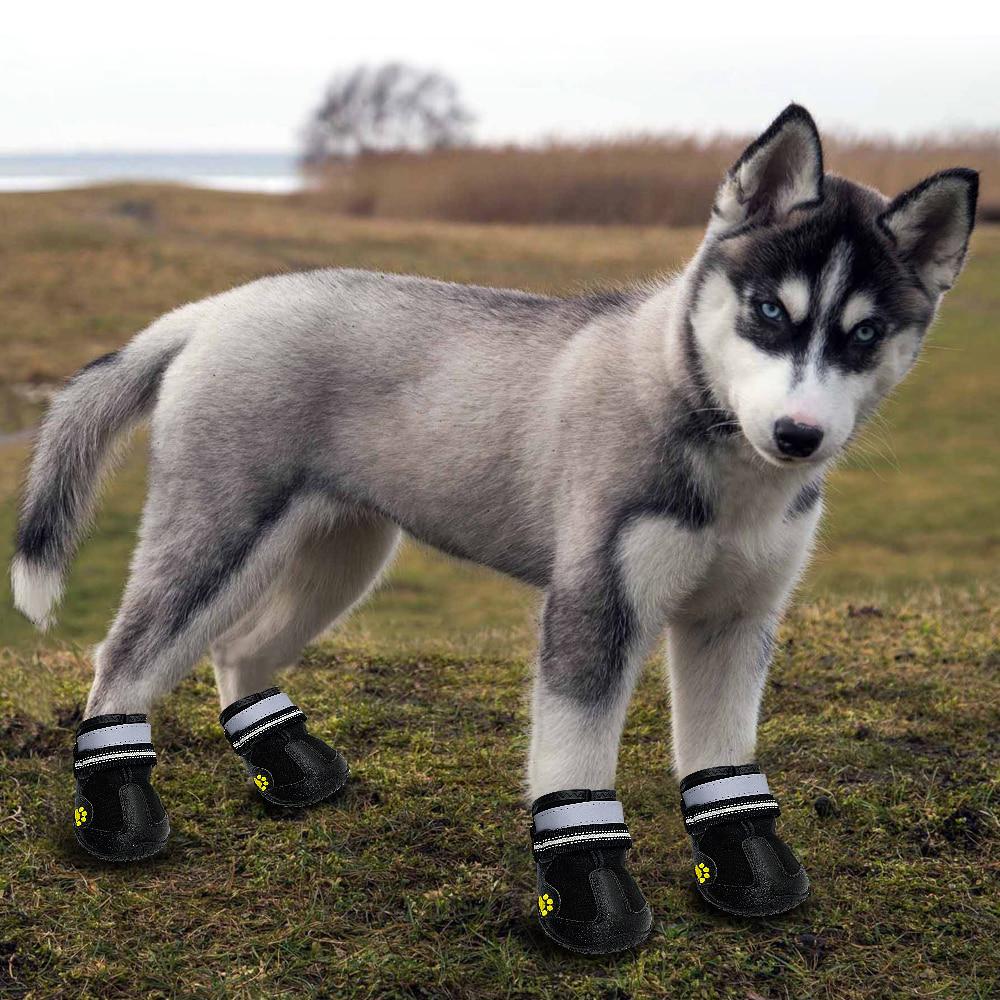 husky dog boots