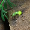 5 Stück #6 #8 #10 #12 Eisangeln Epoxidnymphe Messingperlenkopf Schnell sinkend Scud Bug Wurm Fliege für Forellen Panfish Angelköder